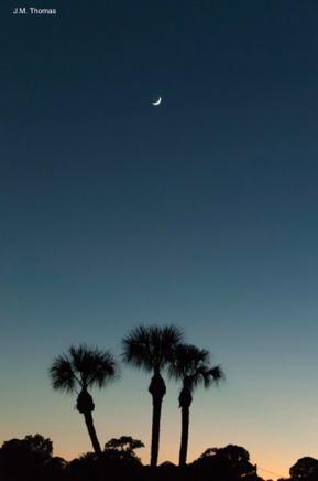 Three Palms And A Crescent Moon
